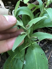 Galearis spectabilis