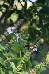 Sphex flavovestitus