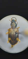 Bembidion corgenoma