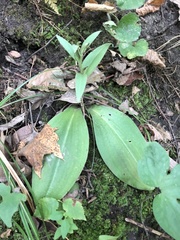 Galearis spectabilis