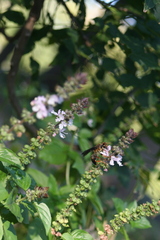 Sphex flavovestitus