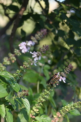 Sphex flavovestitus
