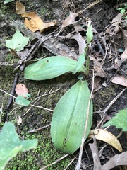 Galearis spectabilis