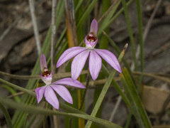 Caladenia catenata