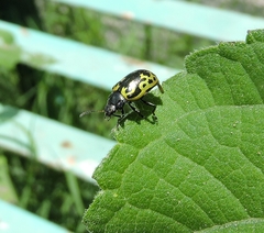 Zygogramma signatipennis