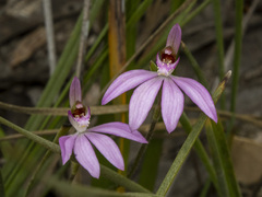 Caladenia catenata