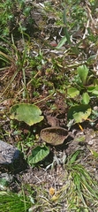 Dorstenia brasiliensis