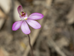 Caladenia catenata
