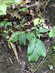 Galearis spectabilis