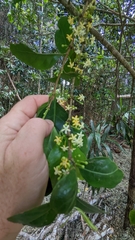 Cyclophyllum rostellatum