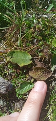 Dorstenia brasiliensis