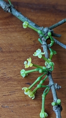 Cyclophyllum rostellatum