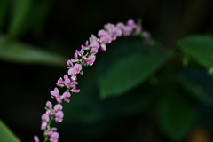 Pleurolobus gangeticus