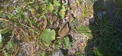 Dorstenia brasiliensis