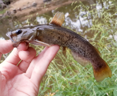 Ameiurus brunneus