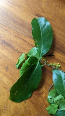 Cyclophyllum rostellatum