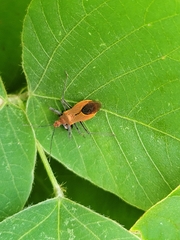 Cutocoris russatus