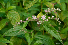 Cyrtocymura scorpioides