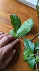 Cyclophyllum rostellatum