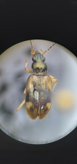 Bembidion corgenoma