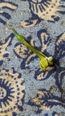 Cyclophyllum rostellatum