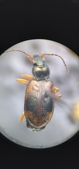 Bembidion corgenoma