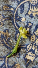 Cyclophyllum rostellatum