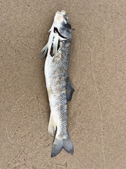 Catostomus commersonii