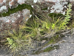 Trichophorum cespitosum