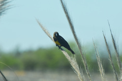 Pseudoleistes virescens