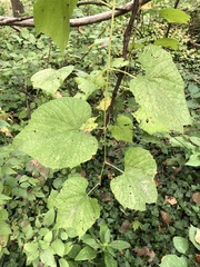 Vitis cinerea