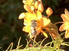 Megachile rotundata