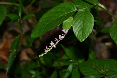 Pleurolobus gangeticus