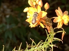 Megachile rotundata