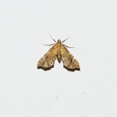 Musotima nitidalis