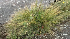 Trichophorum cespitosum