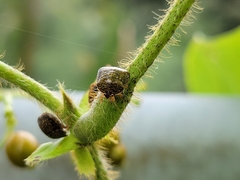 Megacopta punctatissima