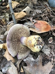 Cortinarius atkinsonianus