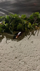 Periplaneta fuliginosa