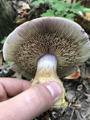 Cortinarius atkinsonianus