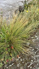 Trichophorum cespitosum