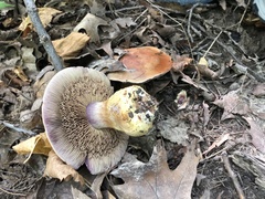 Cortinarius atkinsonianus