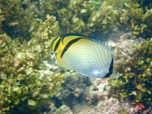 Zwerver-koraalvlinder (Chaetodon vagabundus) — Chaetodontidae — 4