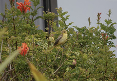 Icterus spurius