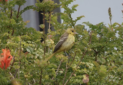 Icterus spurius