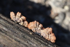 Punctularia strigosozonata