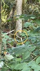 Passerella iliaca