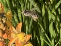 Megachile rotundata