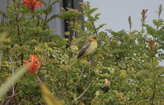 Icterus spurius