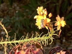 Megachile rotundata